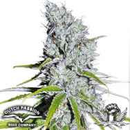 Dutch Passion Seeds CBD SkunkHaze